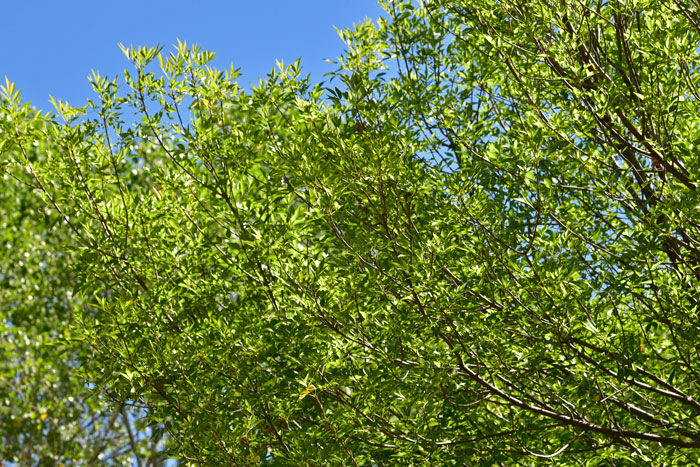 Fraxinus velutina, Velvet Ash